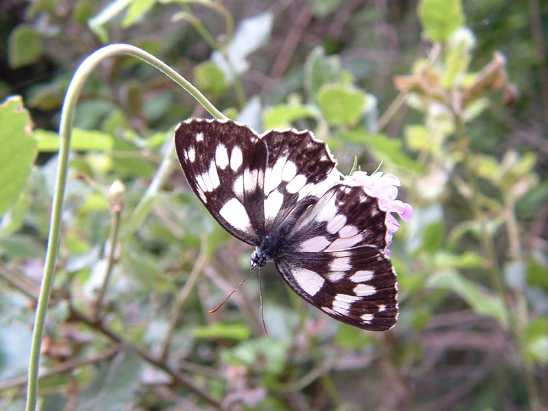 Melanargia galathea (e Misumena vatia)